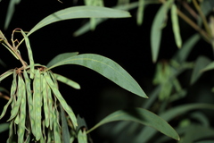 Acacia falcata