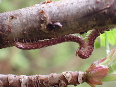 Nearctodesmidae