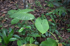 Xanthosoma robustum