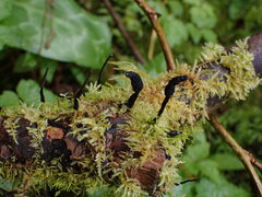Xylaria hypoxylon