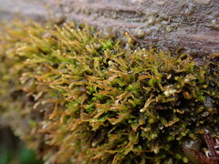 Cephaloziella