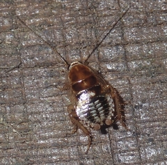 Planuncus tingitanus