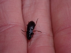 Harpalina