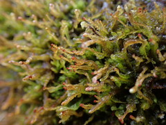 Cephaloziella