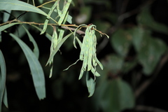Acacia falcata