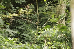 Coccyzus erythropthalmus