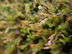 Cephaloziella