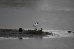 Recurvirostra avosetta