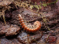 Nearctodesmidae