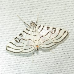 Conchylodes concinnalis