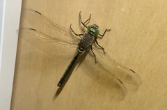 Anax parthenope