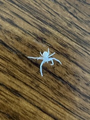 Thomisidae