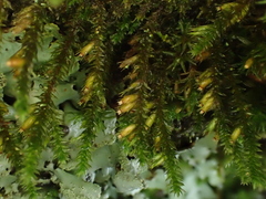Cryphaea heteromalla