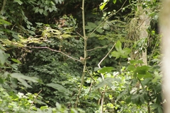 Coccyzus erythropthalmus