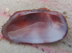 Barbatia novaezealandiae