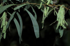 Acacia falcata