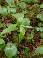 Streptopus lanceolatus