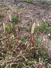Setaria