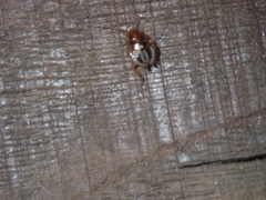 Planuncus tingitanus
