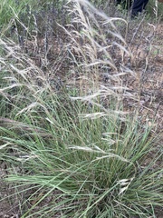 Aristida purpurea