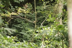 Coccyzus erythropthalmus