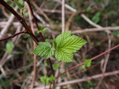 Physocarpus capitatus