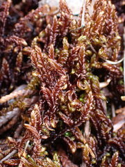 Scorpidium