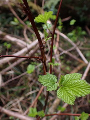 Physocarpus capitatus