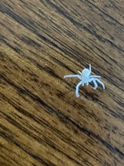 Thomisidae