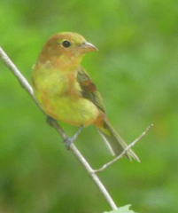 Piranga olivacea