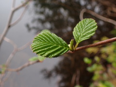 Alnus rubra