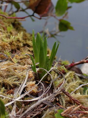 Triantha occidentalis