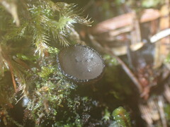 Pseudoplectania