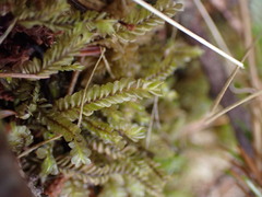 Plagiochila