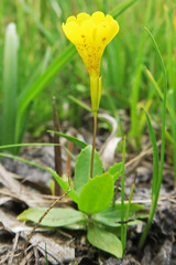 Erythranthe primuloides