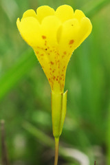 Erythranthe primuloides