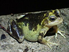 Rana temporaria