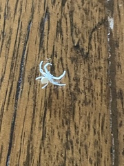 Thomisidae