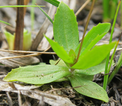 Erythranthe primuloides