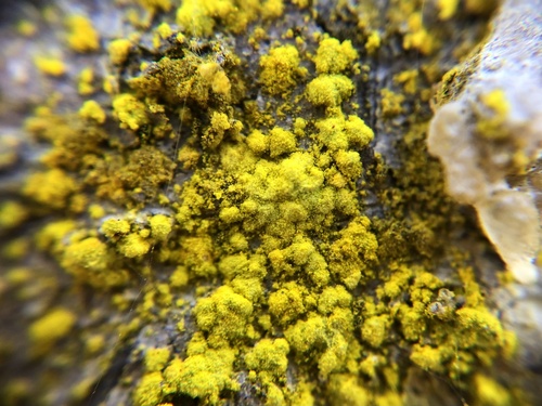 gold dust lichen