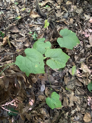 Trichosanthes ovigera iNat (1)