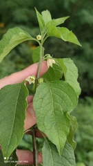 Alkekengi officinarum