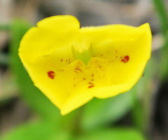 Erythranthe primuloides