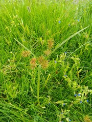 Cyperus congestus