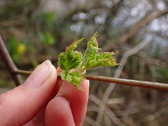 Viburnum edule
