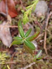 Kalmia microphylla