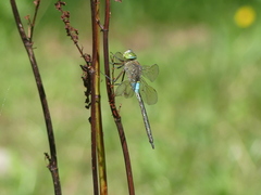 Anax parthenope