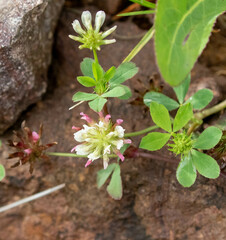 Trifolium pinetorum