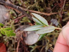 Kalmia microphylla