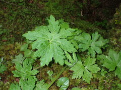 Petasites frigidus palmatus